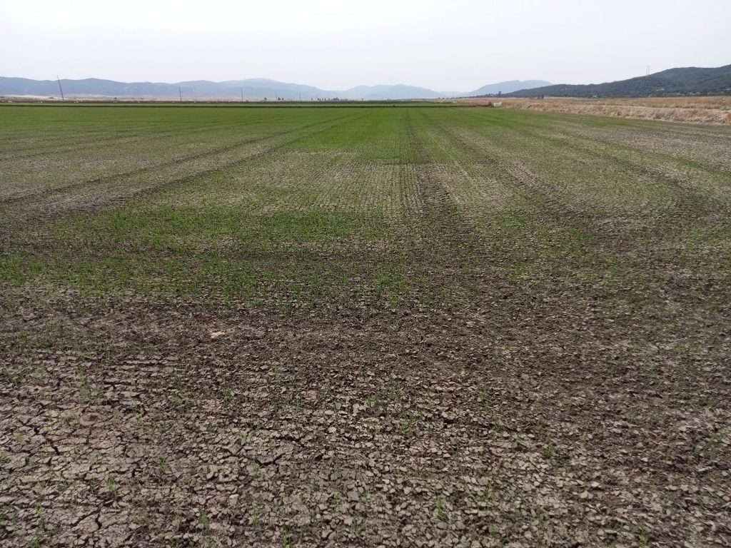 Imagen PUBLICADA LA CAPA RETROACTIVIDAD 2021 EN ANDALUCÍA