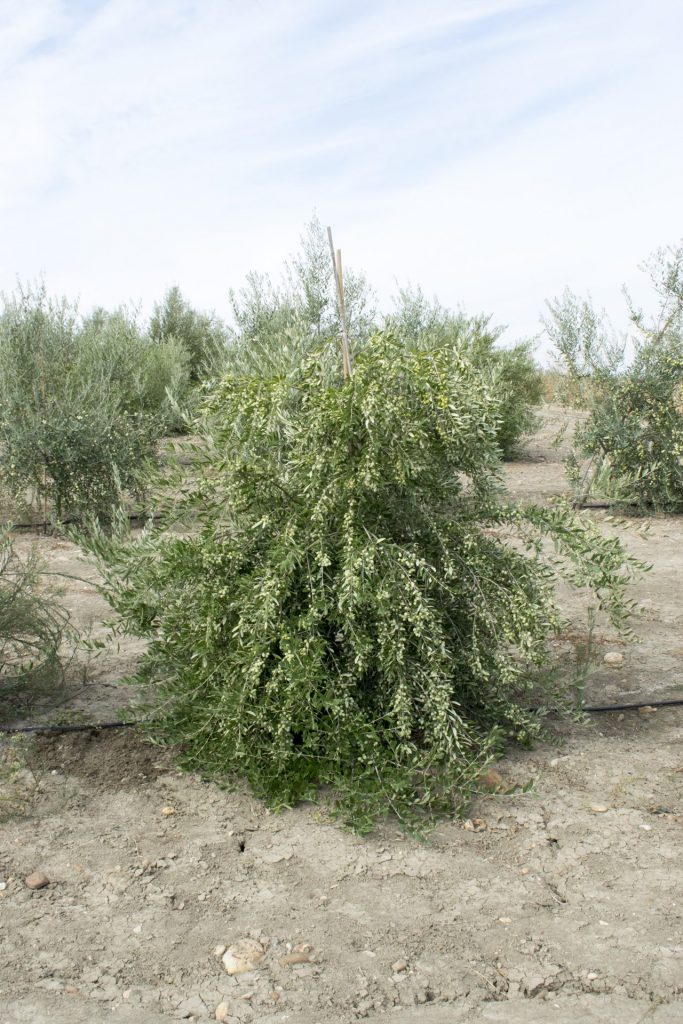 Imagen TODOLIVO I-15P