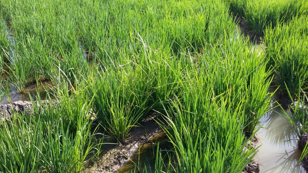 Imagen INCIDENCIAS: PLAGAS Y ENFERMEDADES