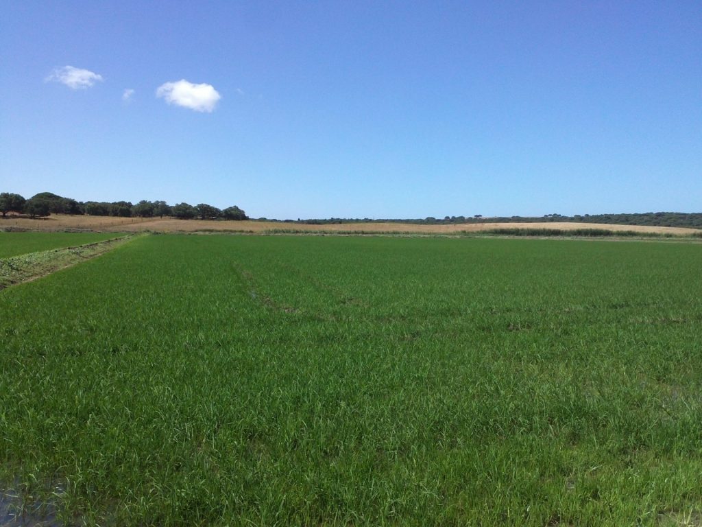 Imagen SEGURO DE CULTIVOS HERBÁCEOS EXTENSIVOS