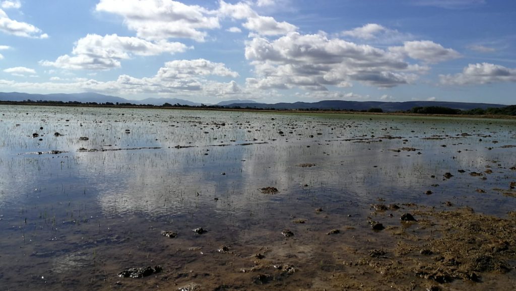 Imagen ESTADO FENOLÓGICO DEL CULTIVO