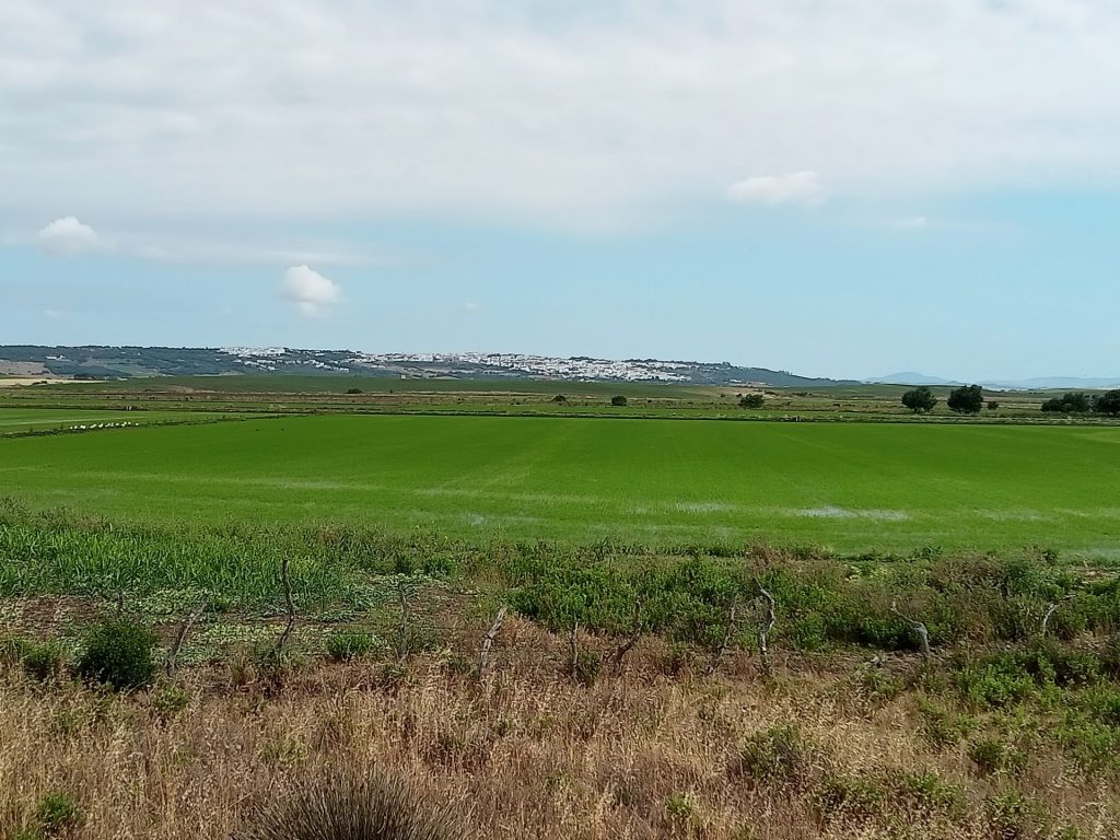 Imagen PRÁCTICAS RECOMENDADAS, PROHIBIDAS, OBLIGATORIAS EN PRODUCCIÓN INTEGRADA