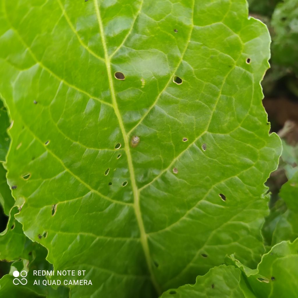 Imagen INCIDENCIAS: PLAGAS Y ENFERMEDADES