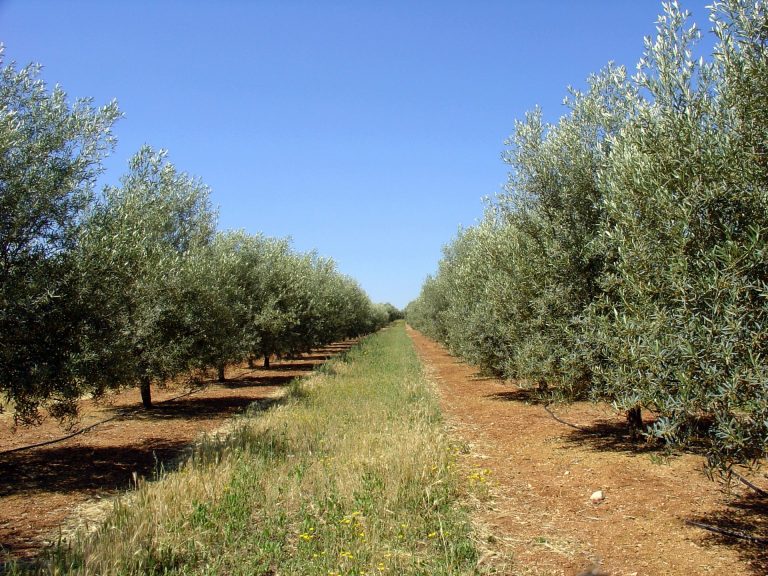 GEMELO DIGITAL DE UN SISTEMA DE RIEGO DE OLIVAR INTENSIVO O SUPERINTENSIVO EN LA PROVINCIA DE CÁDIZ