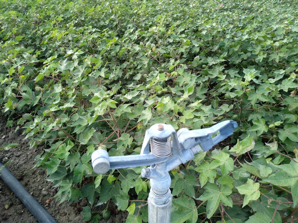 Imagen PRÁCTICAS RECOMENDADAS, PROHIBIDAS, OBLIGATORIAS EN PRODUCCIÓN INTEGRADA