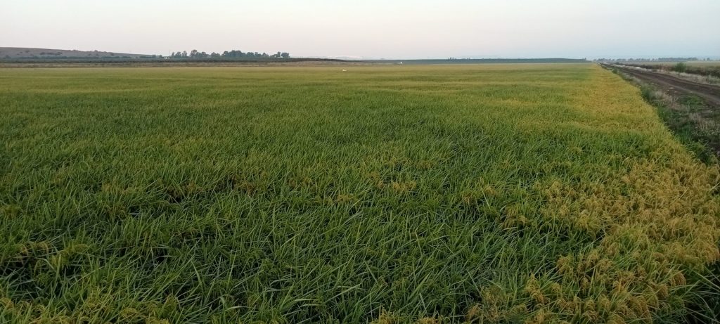 Imagen MATERIAS ACTIVAS Y AUTORIZACIONES EXCEPCIONALES