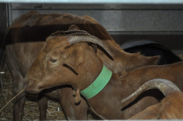 FORMACIÓN Y CAPACITACIÓN PARA EL USO DE BIOCIDAS DE HIGIENE VETERINARIA