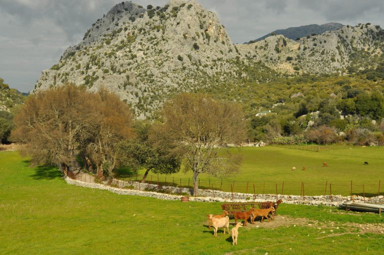 AYUDAS PARA LA CERTIFICACIÓN DE PRODUCTOS NATURALES O ARTESANALES Y DE SERVICIOS DE TURISMO DE NATURALEZA DE LA MARCA PARQUE NATURAL DE ANDALUCÍA