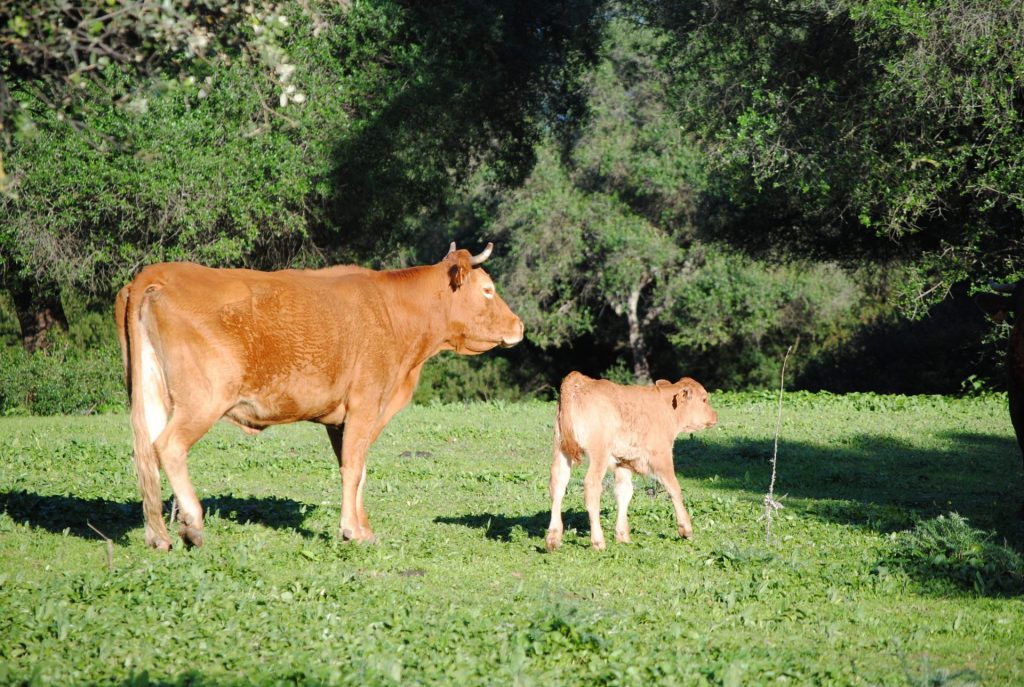 Imagen RECORDATORIO: ENTREGA DE DOCUMENTACIÓN PARA LA AYUDA AGROAMBIENTAL DE MEJORA DE PASTOS EN DEHESAS (10.1.3)