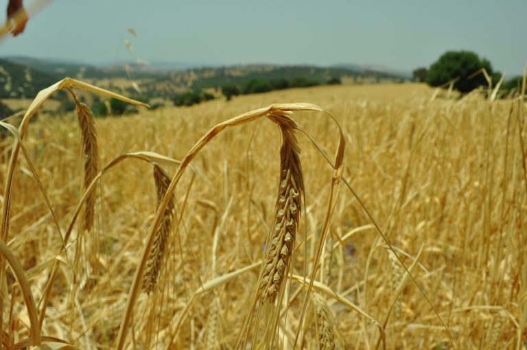 AGRICULTURA