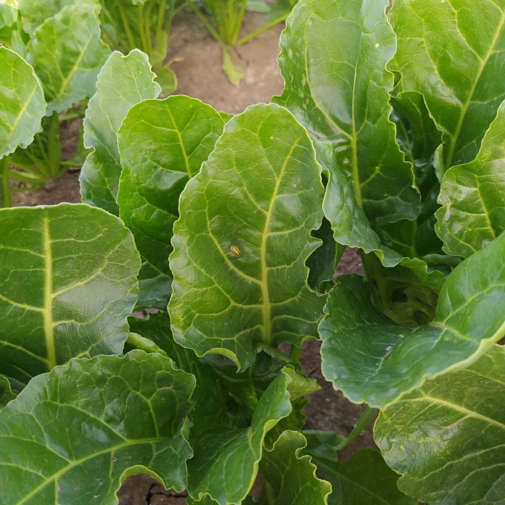 Imagen INCIDENCIAS: PLAGAS Y ENFERMEDADES