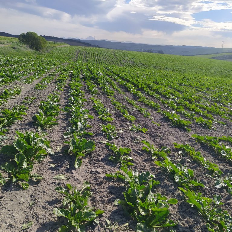 ESTADO FENOLÓGICO CULTIVO