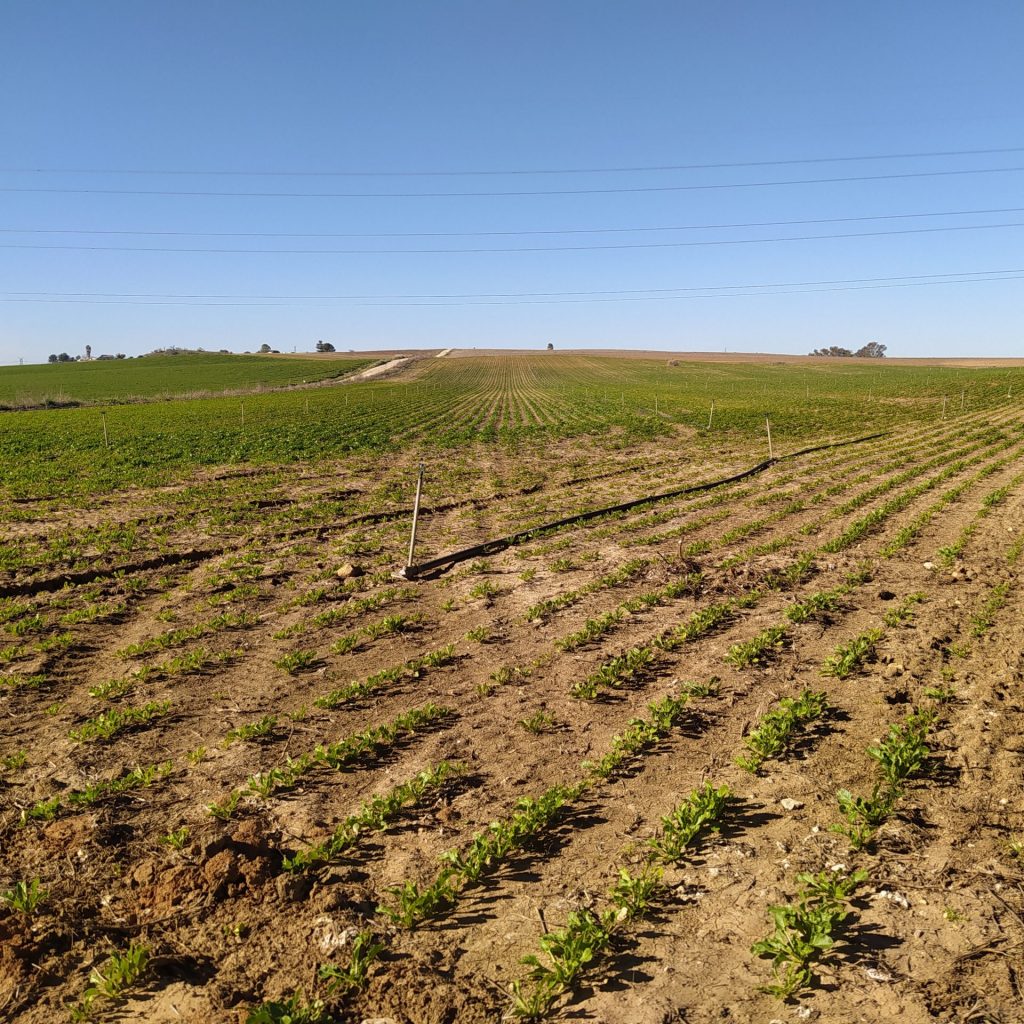 Imagen PRÁCTICAS RECOMENDADAS, PROHIBIDAS, OBLIGATORIAS EN PRODUCCIÓN INTEGRADA