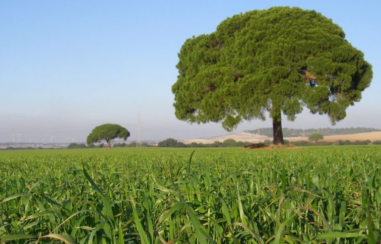 AGRICULTURA