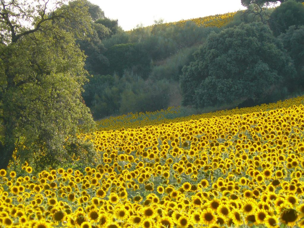 Imagen FIJADOS LOS IMPORTES DEFINITIVOS DE LAS AYUDAS ASOCIADAS A LOS CULTIVOS DE LA CAMPAÑA 2021