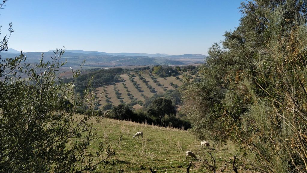 Imagen DESLINDE ORDINARIO PARCIAL DE LA “CAÑADA REAL DE UBRIQUE A SEVILLA”