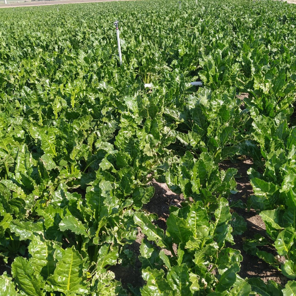 Imagen ESTADO FENOLÓGICO CULTIVO