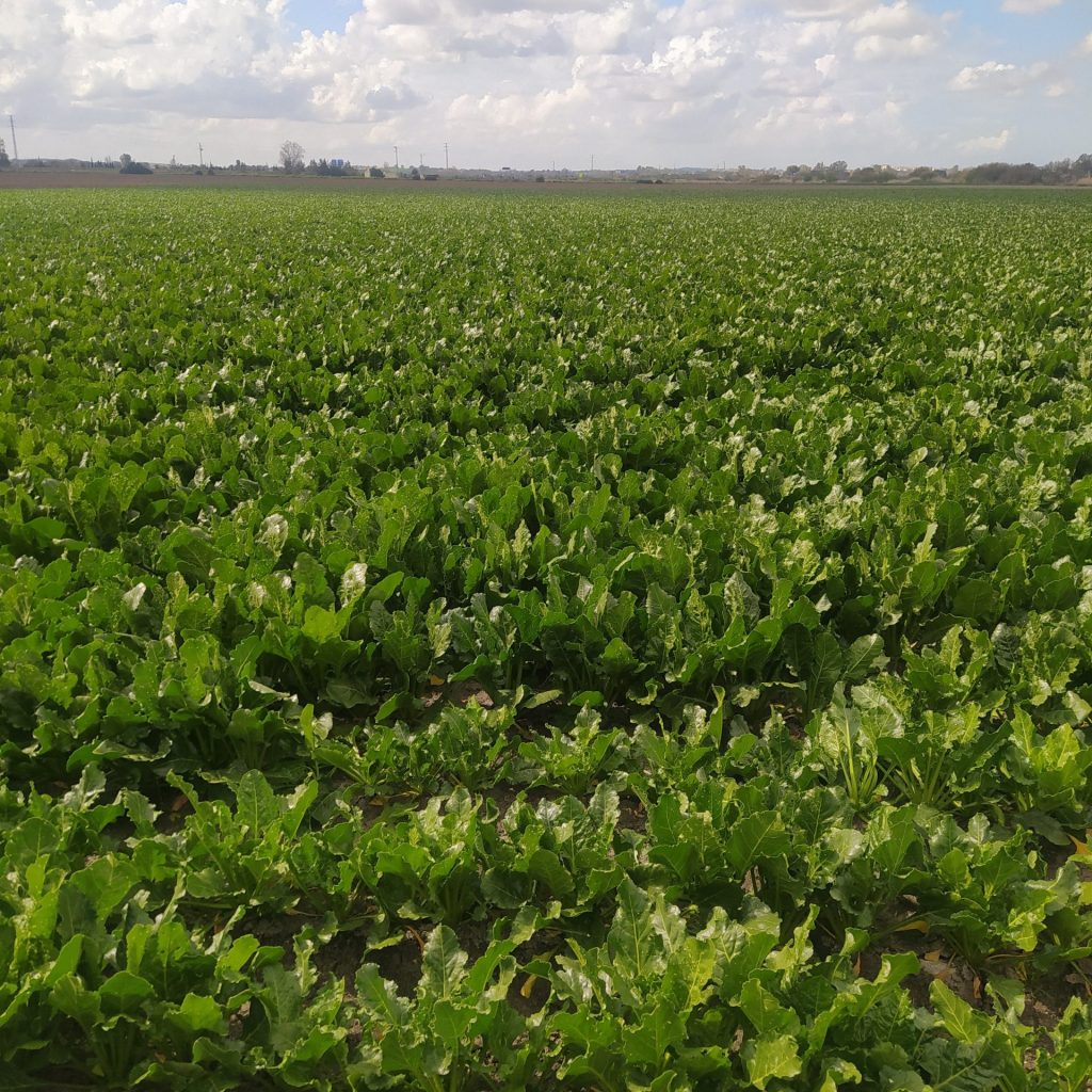 Imagen REPORTAJE FOTOGRÁFICO PARCELAS