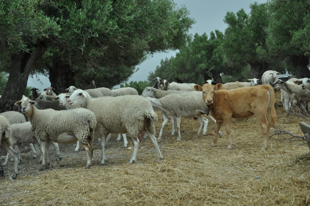 Imagen AYUDAS A LAS EXPLOTACIONES GANADERAS PARA PALIAR LOS EFECTOS DE LA SEQUÍA