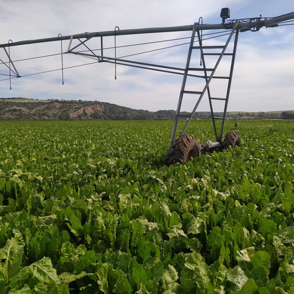 Imagen PRÁCTICAS DE ABONADO RECOMENDADAS, PROHIBIDAS, OBLIGATORIAS EN PRODUCCIÓN INTEGRADA