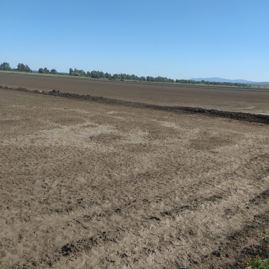 Imagen ESTADO FENOLÓGICO DEL CULTIVO