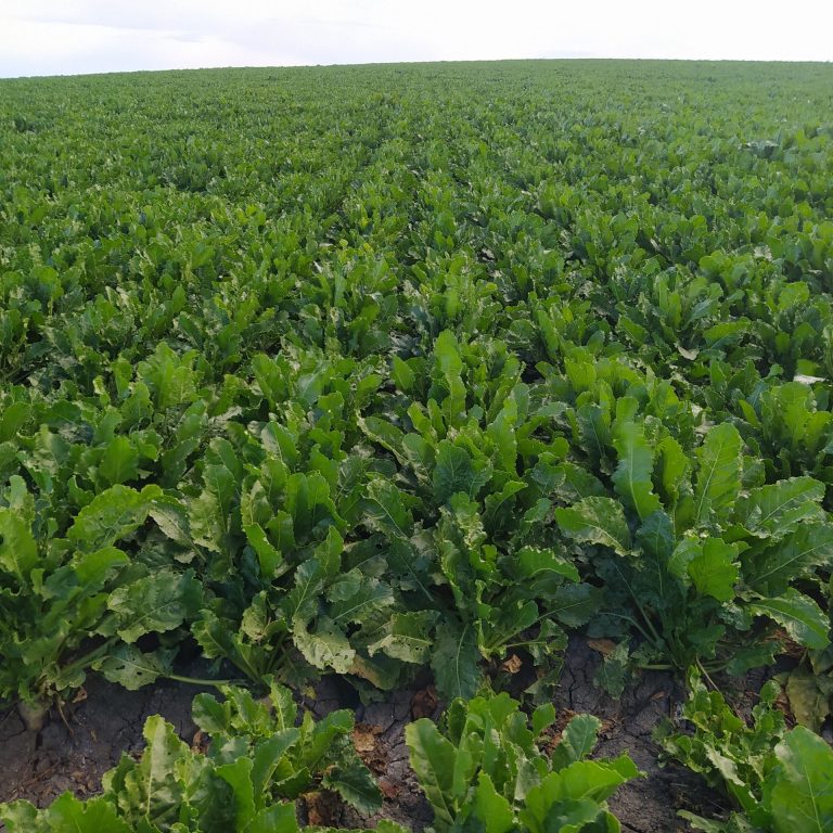 ESTADO FENOLÓGICO CULTIVO