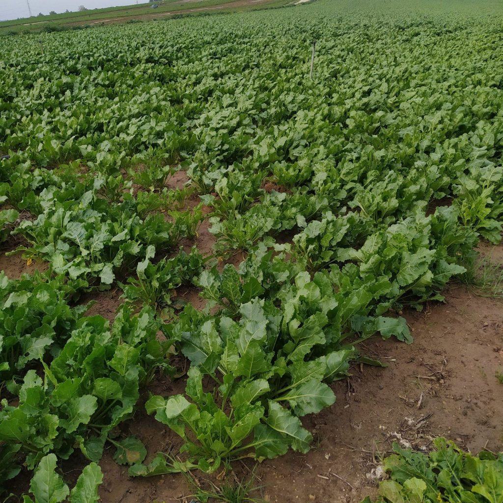 Imagen REPORTAJE FOTOGRÁFICO PARCELAS