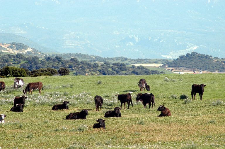 PUBLICADA LA RESOLUCIÓN PROVISIONAL DE BENEFICIARIOS DE LA AYUDA EXTRAORDINARIA A LOS SECTORES GANADEROS