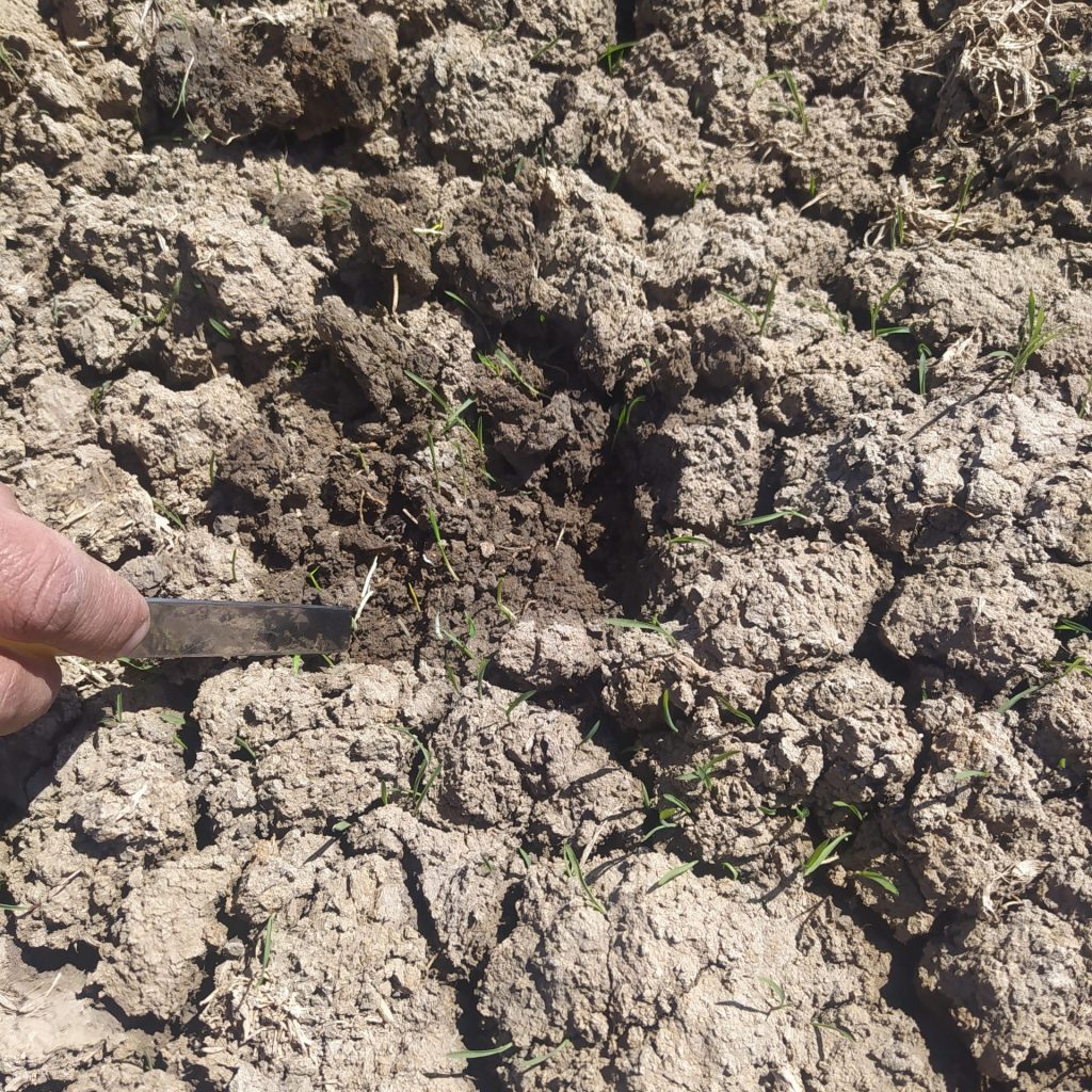 Imagen INCIDENCIAS: PLAGAS Y ENFERMEDADES