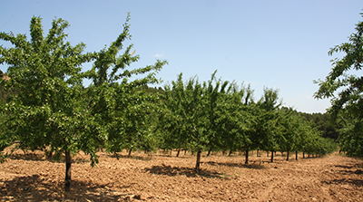 AGRICULTURA