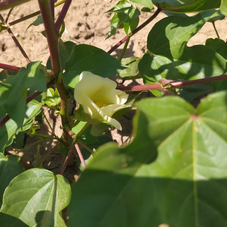 ESTADO FENOLÓGICO CULTIVO