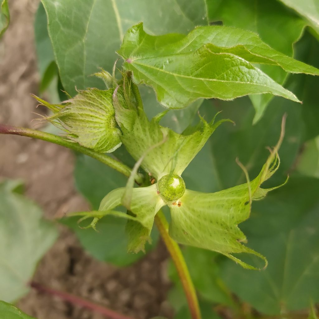 Imagen INCIDENCIAS: PLAGAS Y ENFERMEDADES