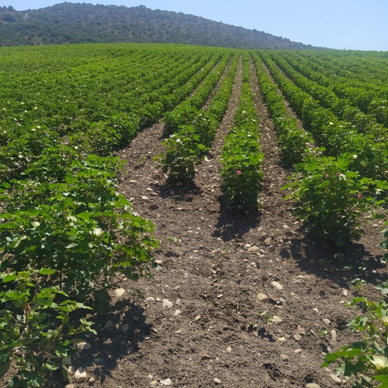 ESTADO FENOLÓGICO DEL CULTIVO