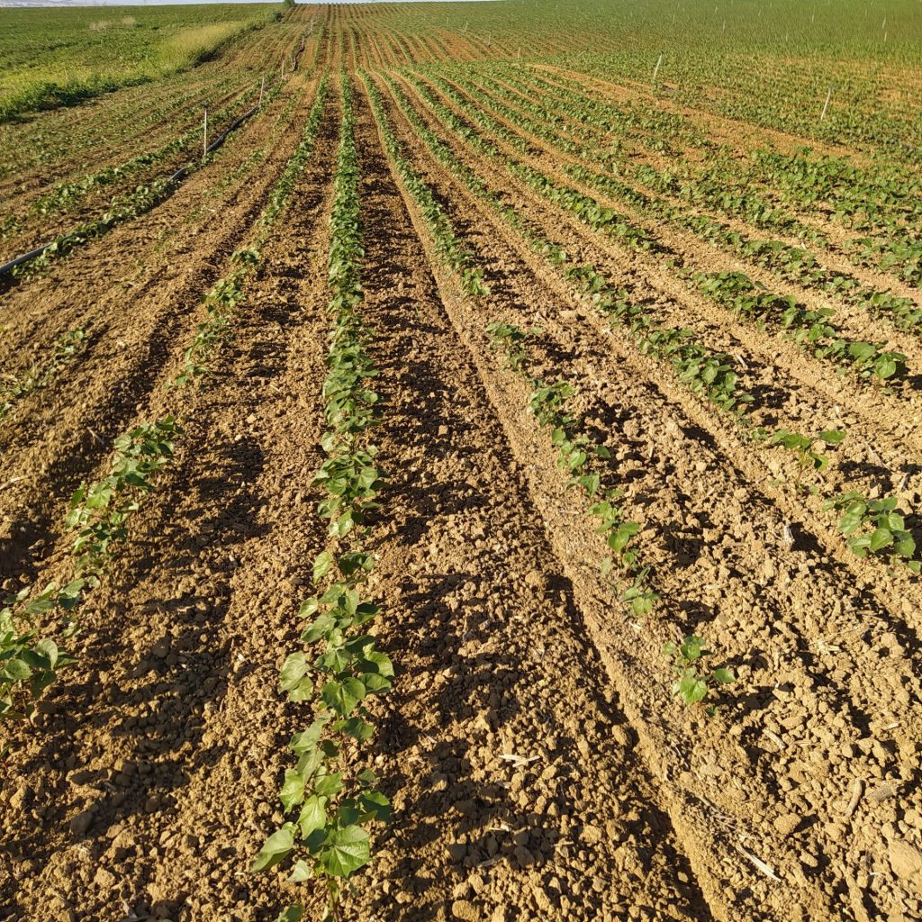 Imagen PRÁCTICAS RECOMENDADAS, PROHIBIDAS, OBLIGATORIAS EN PRODUCCION INTEGRADA