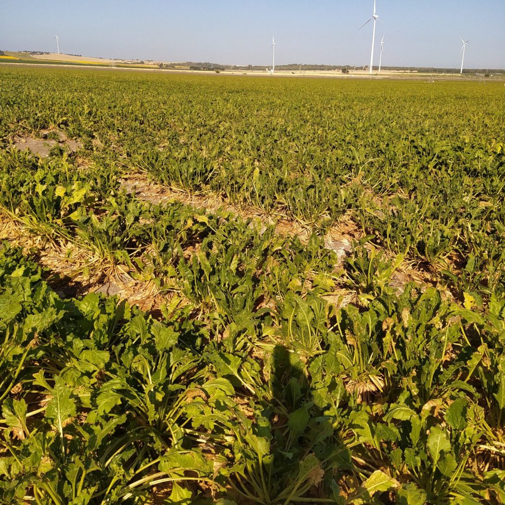 Imagen MATERIAS ACTIVAS Y AUTORIZACIONES EXCEPCIONALES