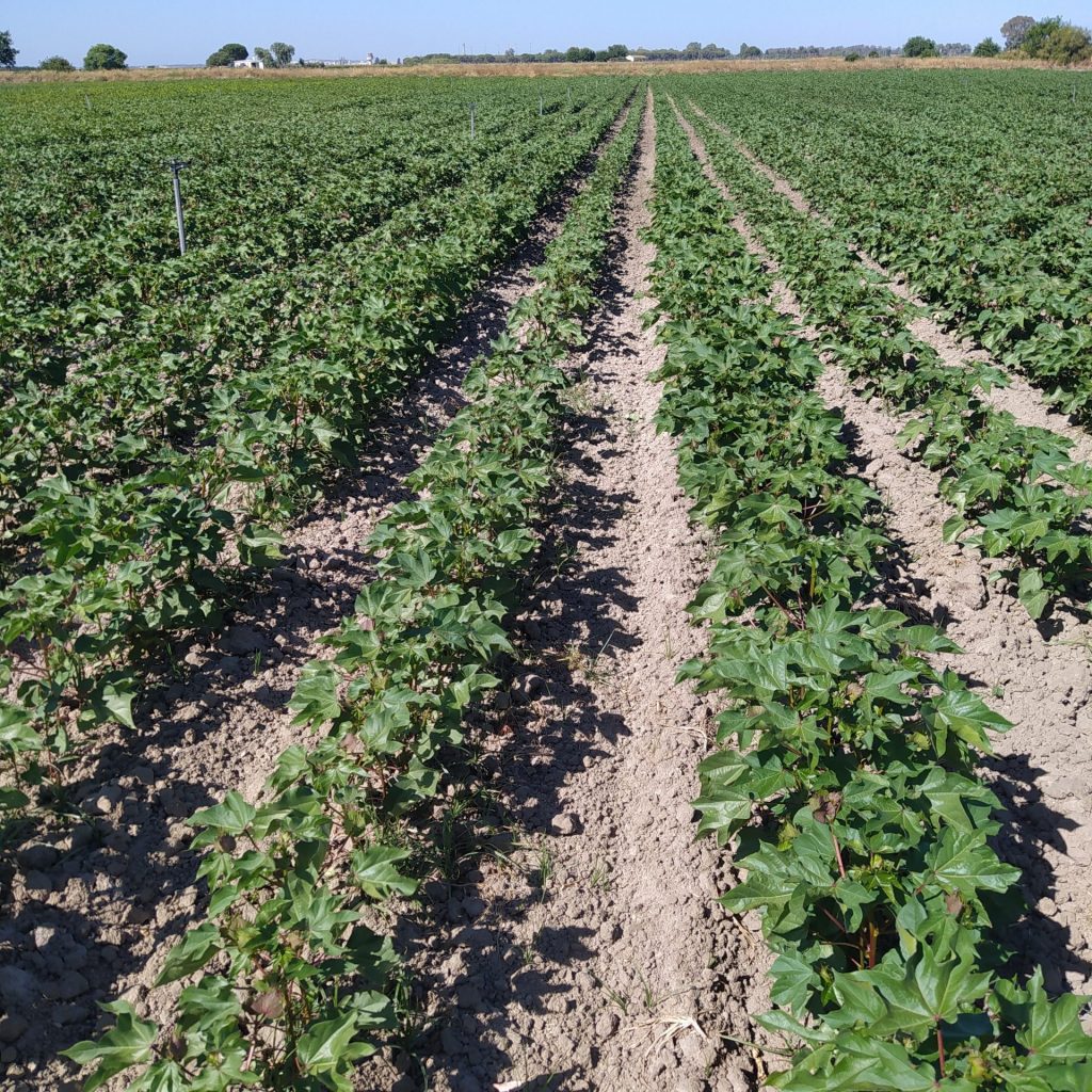 Imagen CONVOCADAS LAS NUEVAS AYUDAS AGROAMBIENTALES, ECOLÓGICO Y ZONAS DESFAVORECIDAS PARA EL PERIODO PAC 2023-2027