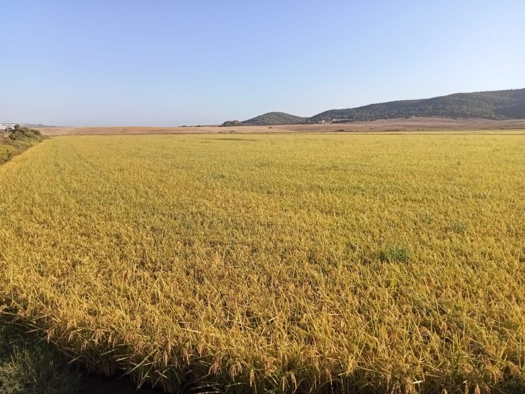 Imagen ESTADO FENOLÓGICO DEL CULTIVO