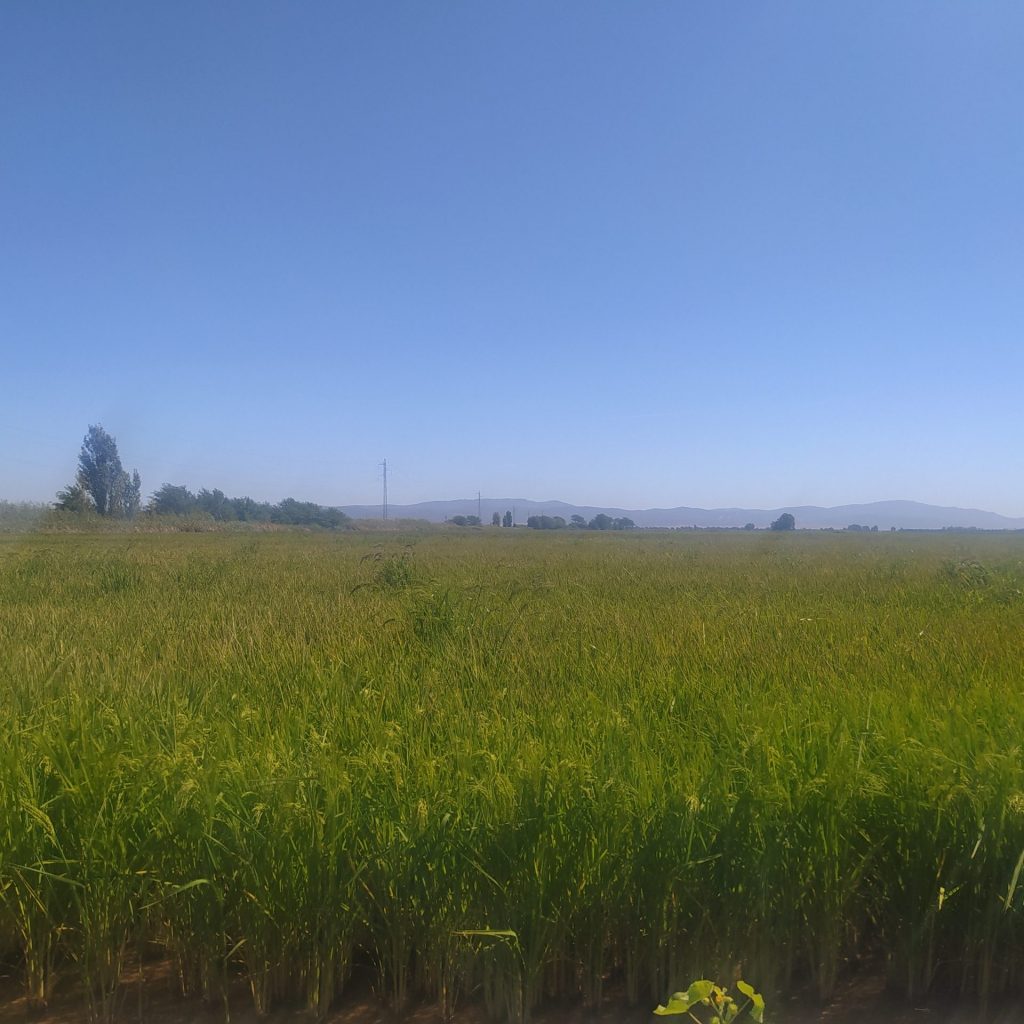 Imagen PRÁCTICAS RECOMENDADAS, PROHIBIDAS, OBLIGATORIAS EN PRODUCCIÓN INTEGRADA