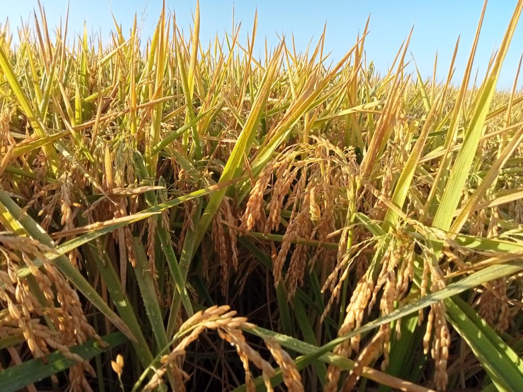 Imagen TRATAMIENTOS RECOMENDADOS