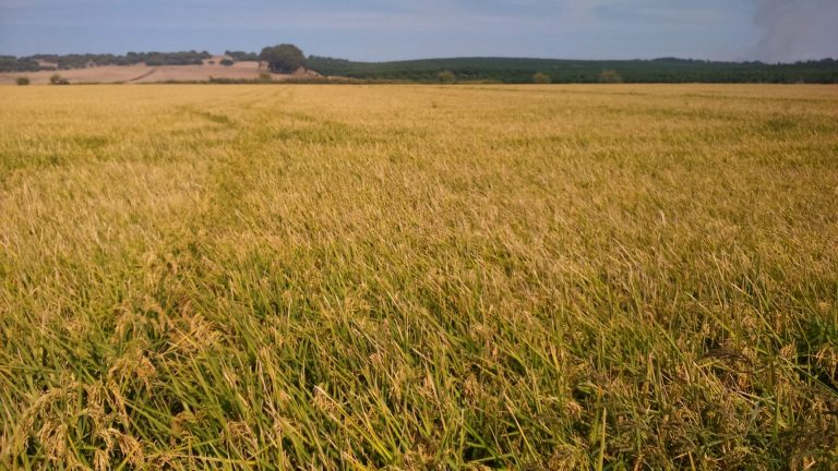 ESTADO FENOLÓGICO DEL CULTIVO