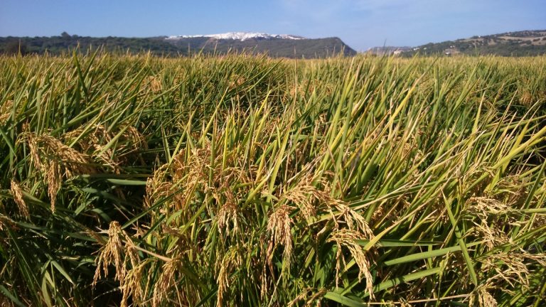 AGRICULTURA