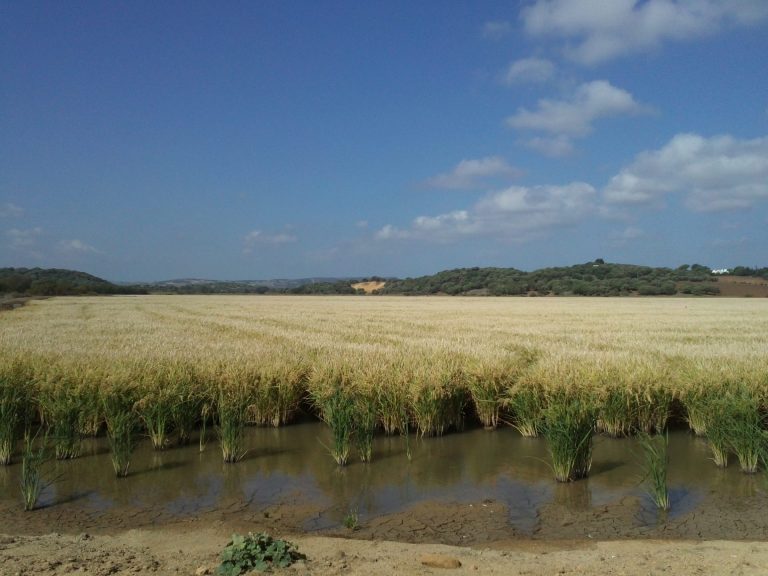 RECORDATORIO: DECLARACIÓN EXISTENCIAS Y COSECHA DE ARROZ