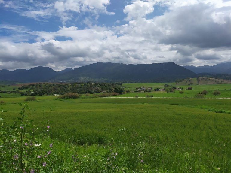 FLEXIBILIDADES ECO REGÍMENES COMUNIDAD AUTÓNOMA ANDALUCÍA