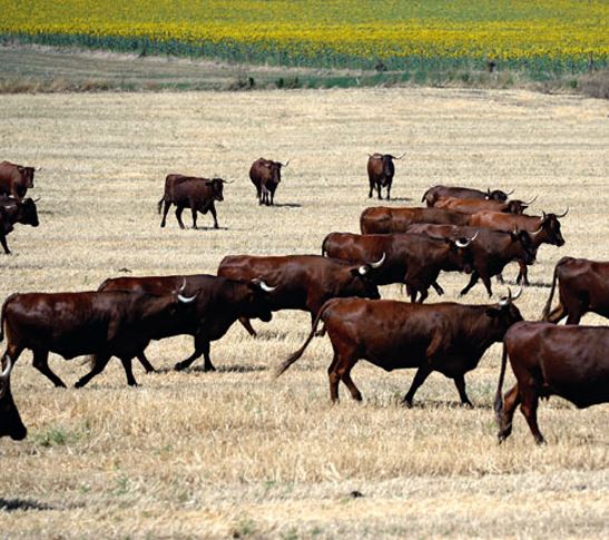 RESUMEN DE AYUDAS PARA AGRICULTORES Y GANADEROS AFECTADOS POR LA SEQUÍA Y LA GUERRA DE UCRANIA