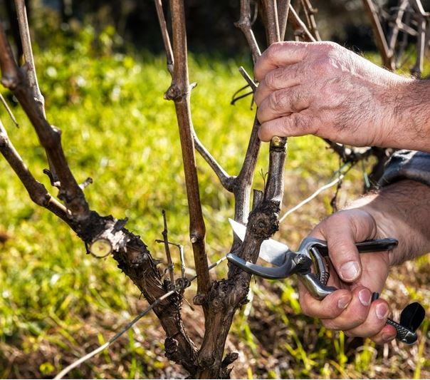 CURSO DE FORMACIÓN DE TÉCNICAS DE PRODUCCIÓN, ENFERMEDADES Y PODAS EN LA VID