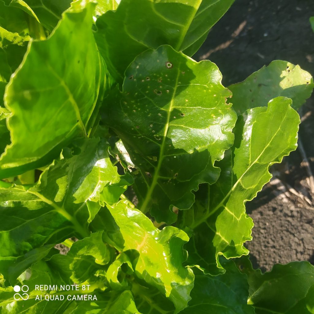 Imagen INCIDENCIAS: PLAGAS Y ENFERMEDADES