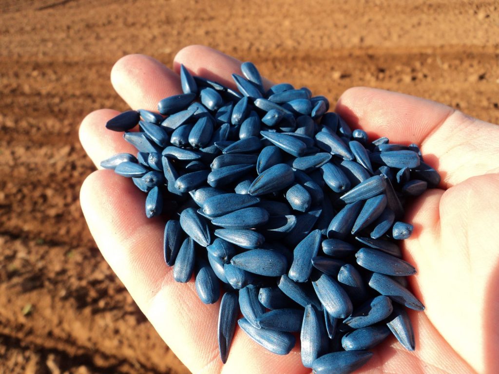 Imagen AUTORIZACIÓN EXCEPCIONAL LAMBDA CIHALOTRIN PARA TRATAMIENTO DE SEMILLAS DE GIRASOL