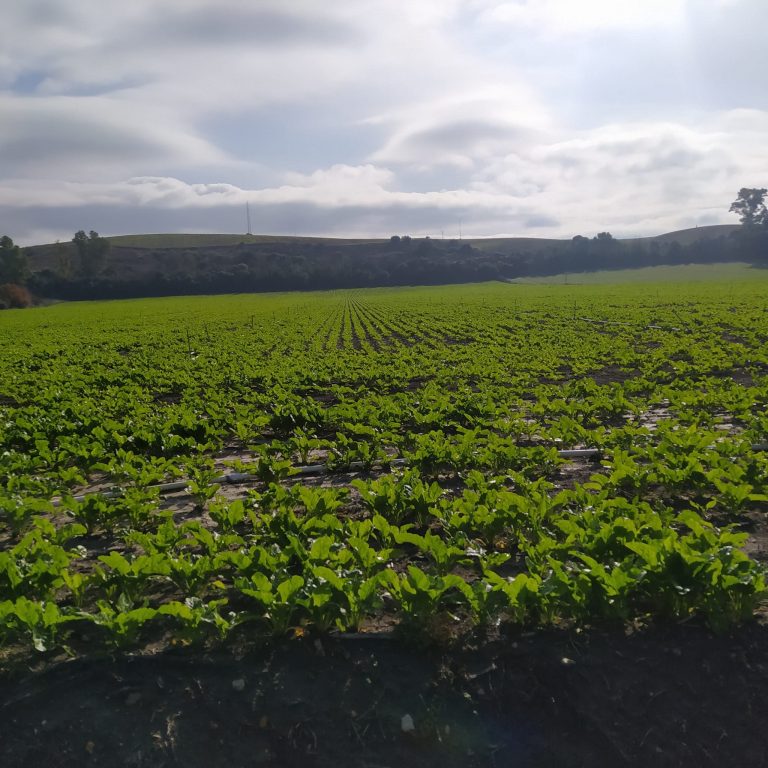 ESTADO FENOLÓGICO CULTIVO