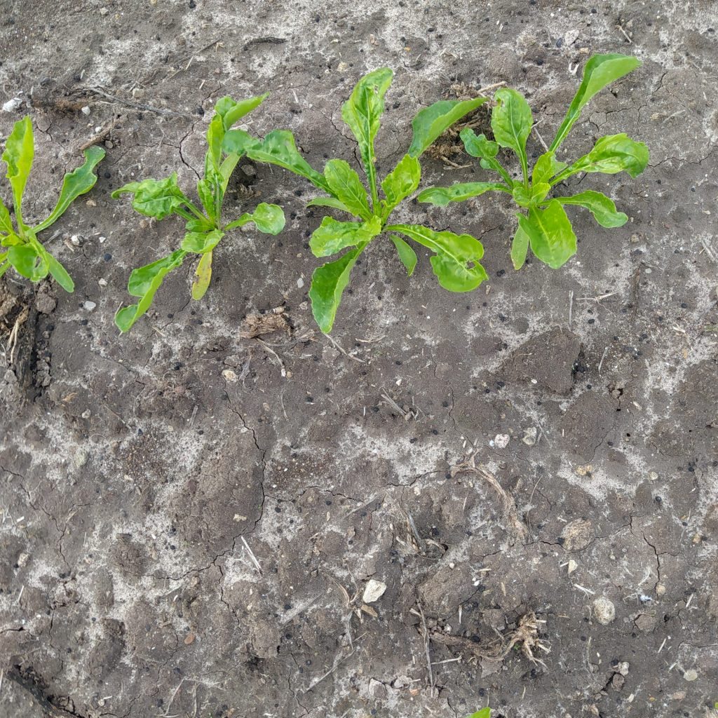 Imagen REPORTAJE FOTOGRÁFICO PARCELAS