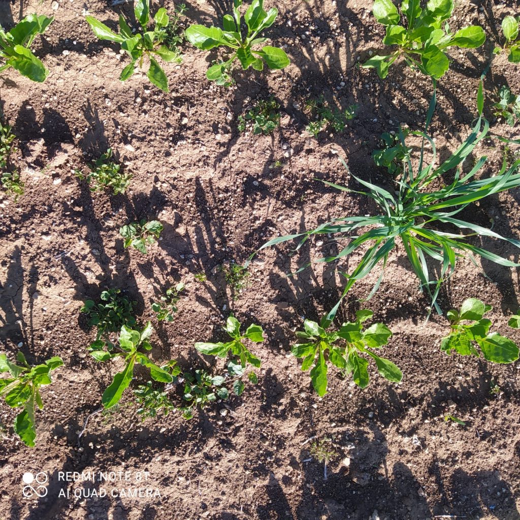 Imagen INCIDENCIAS: PLAGAS Y ENFERMEDADES